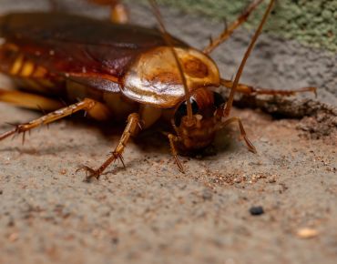 Cockroach Control