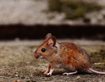 Rodent Control