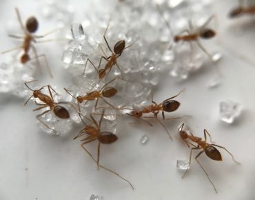 Ant Control