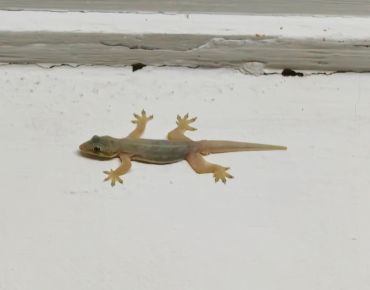 Lizard Control
