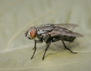 Fly Control