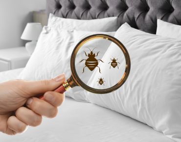 Bed Bug Control