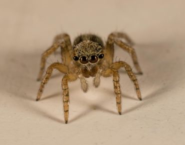 Spider Control