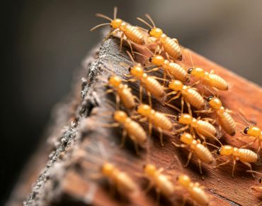 Termite Control